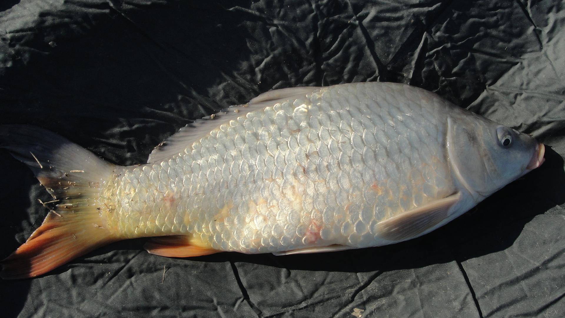 Floarea Popestiului 11 - 11 ian. - prima victima:))